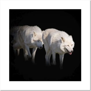 White Wolf Animal Wildlife Jungle Nature Freedom Forest Posters and Art